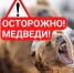 Осторожно, медведи! - Городской округ Эгвекинот